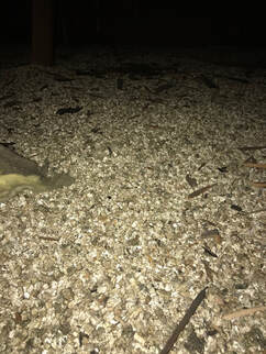 Vermiculite Insulation observed during a home inspection by Dairyland Home Inspection. 